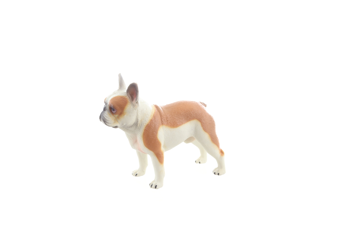 Pes francouzský buldoček